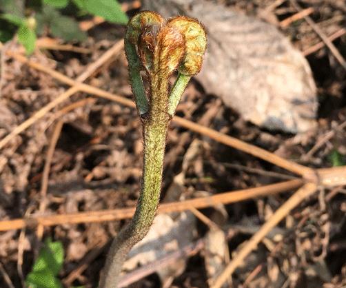 这里要提醒大家的是,蕨菜中含有的"原蕨苷",是有毒的,而"原蕨苷"是易