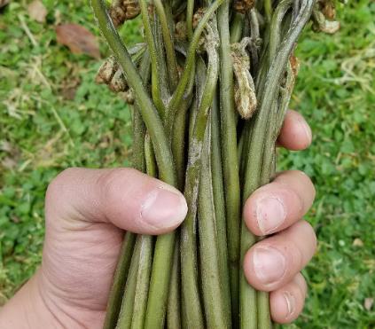 這裡要提醒大家的是,蕨菜中含有的