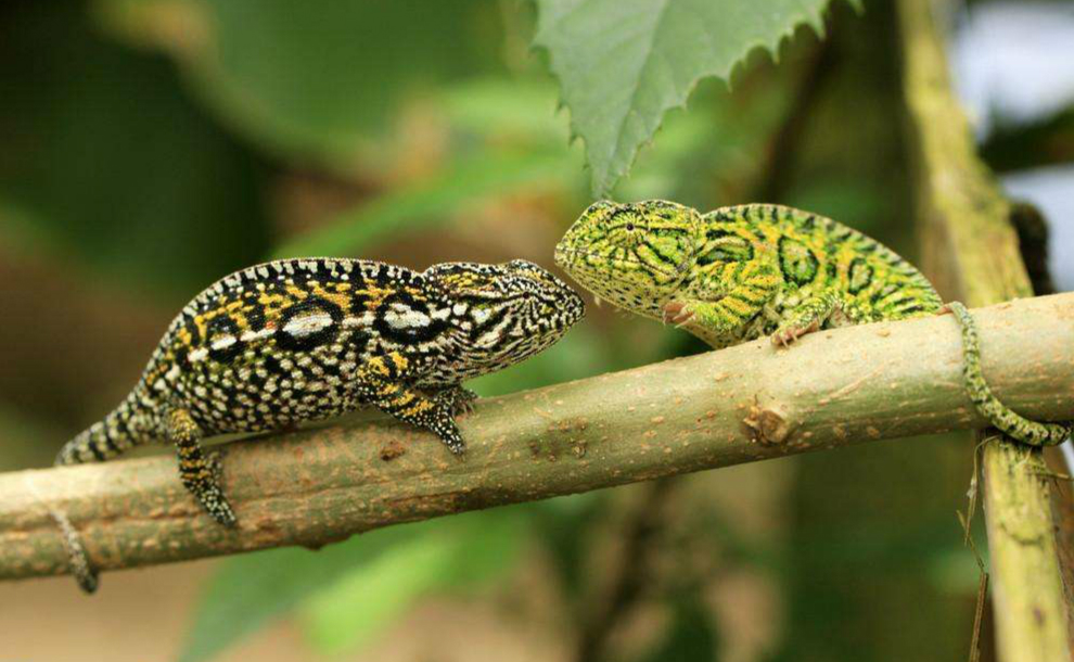 适合家庭饲养的变色龙品种