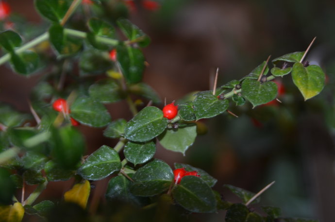 农村这种植物浑身带刺,让人避而远之,其实这样做它还能治痛风!