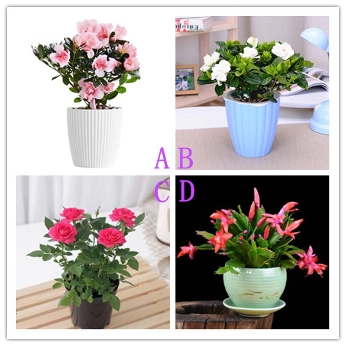 心理测试:凭直觉选一盆花,测你的心理年龄有多大?