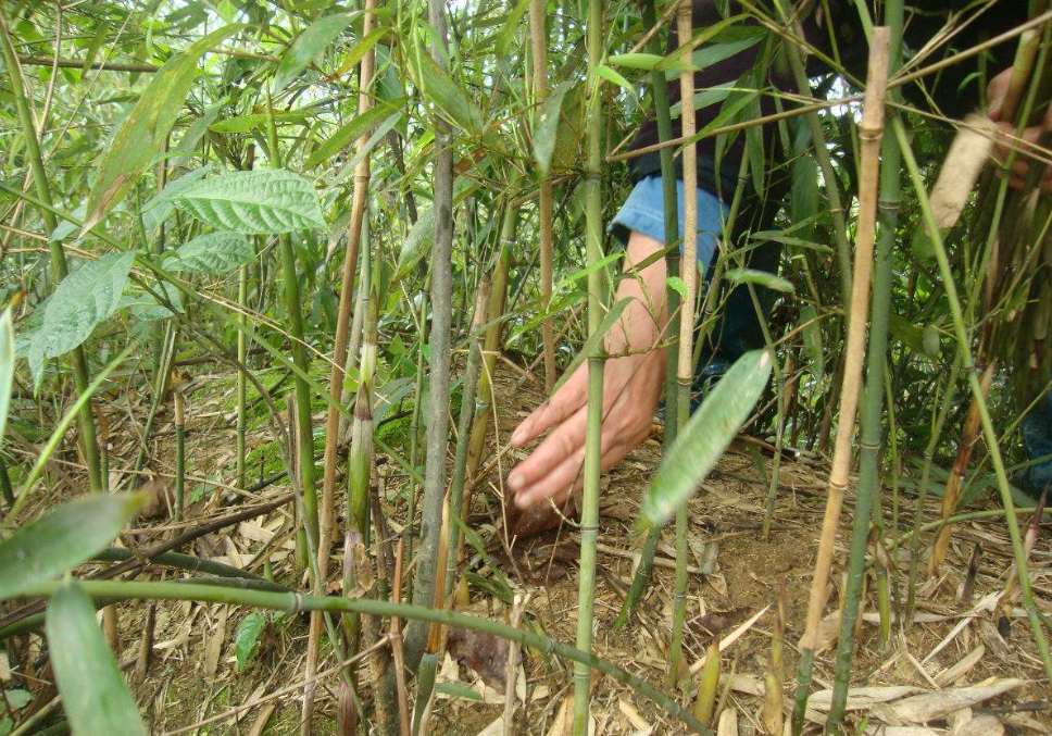 五一回家上山掰野竹笋,嫩竹笋炒腊肉,这到农村菜有吃过的吗?