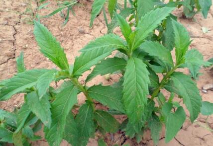 嫌冬蟲夏草太貴?不如試試農村這種植物,不僅便宜,功效很不錯!