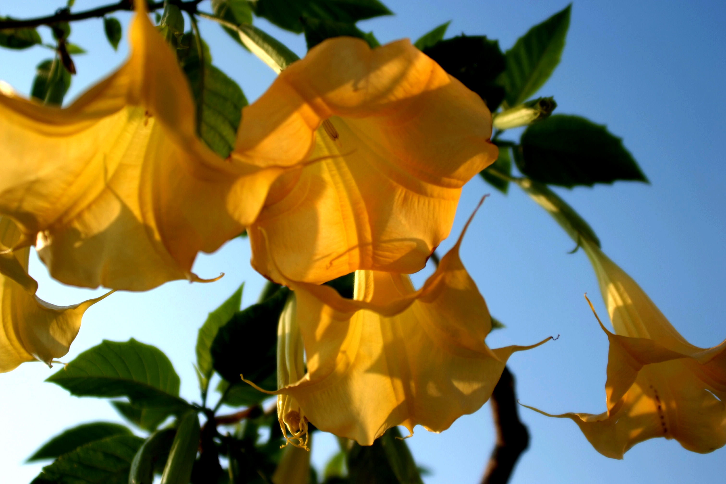 曼陀羅花(曼陀羅花圖片)