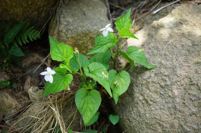 农村这种植物,明明是野菜,为什么大家都叫它鸡腿,你知道吗?