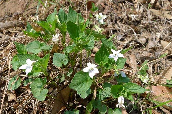 农村这种植物,明明是野菜,为什么大家都叫它鸡腿,你知道吗?