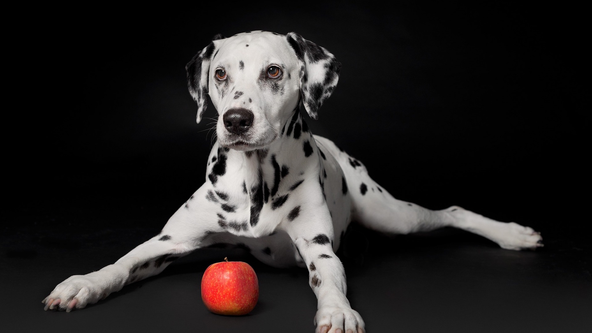大麦町犬的表情显得警惕而聪明,显示出稳定而外向的气质