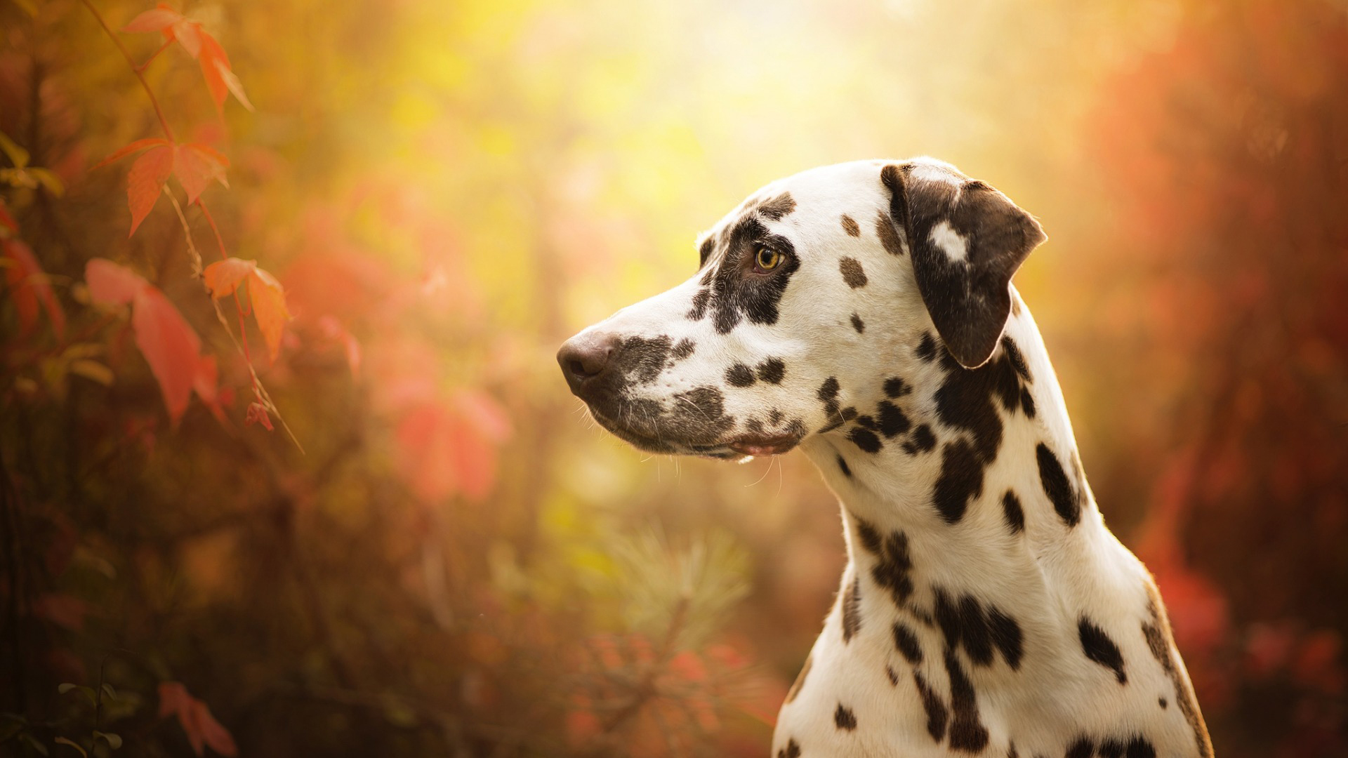 大麦町犬的表情显得警惕而聪明,显示出稳定而外向的气质