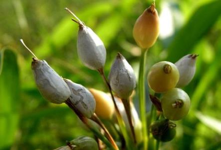 这种植物叫做打碗子,你对它是陌生还是熟悉呢?