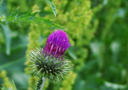 农村一种随处可见的马刺草,原来有消肿止痛的功效,你见过吗?