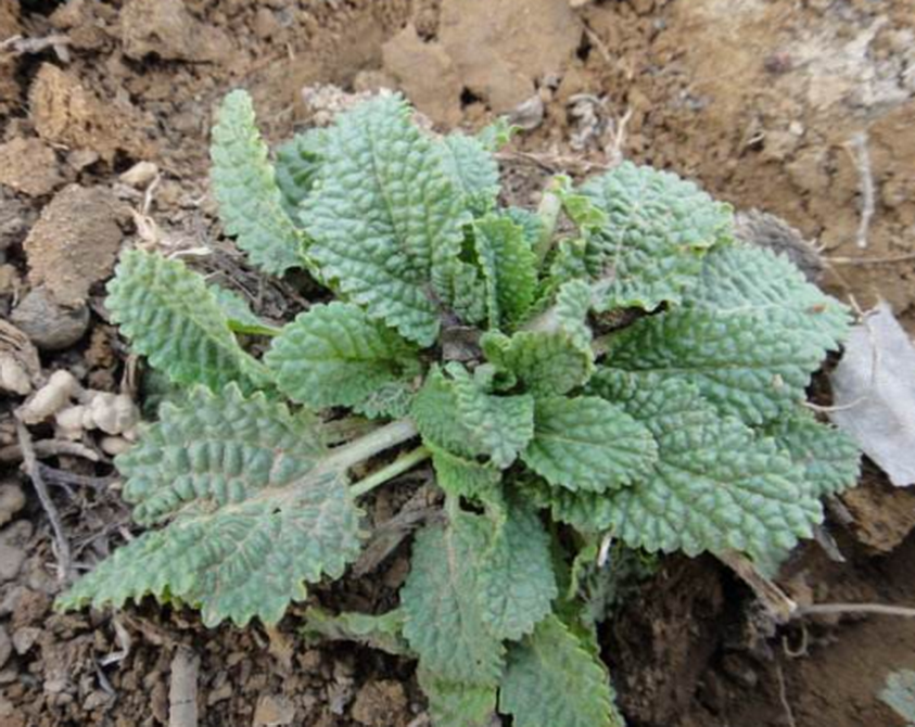 平时生活中如果身体出现了支气管炎,咽喉肿痛以及痔疮,服用蛤蟆草都