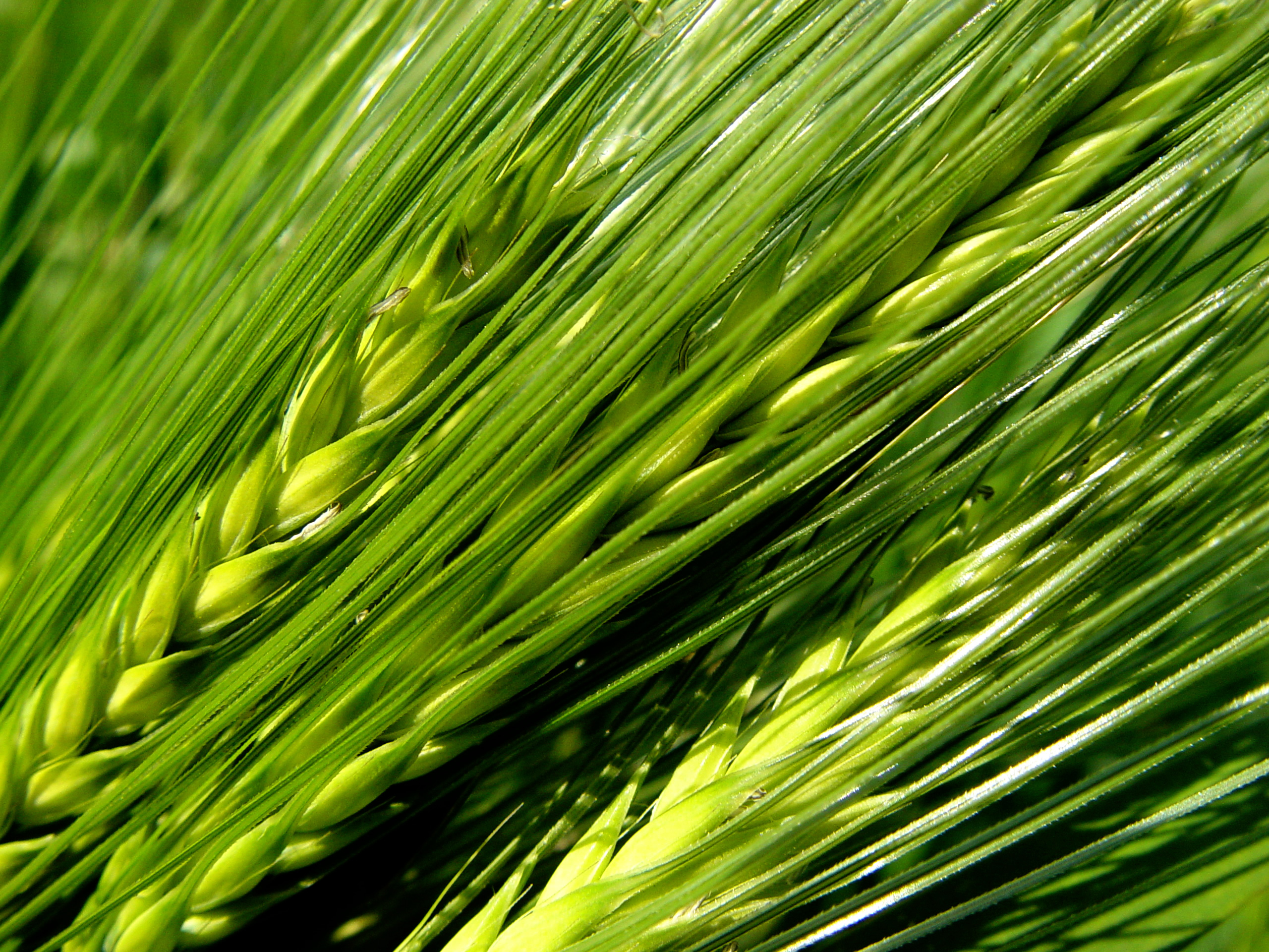 绿色未成熟的大麦