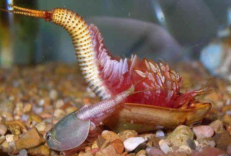 5种迄今存活的史前动物,第3种寿命不足一百天