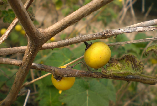 黄果茄为茄科植物,生于村边,路旁,荒地,有很大的药用价值