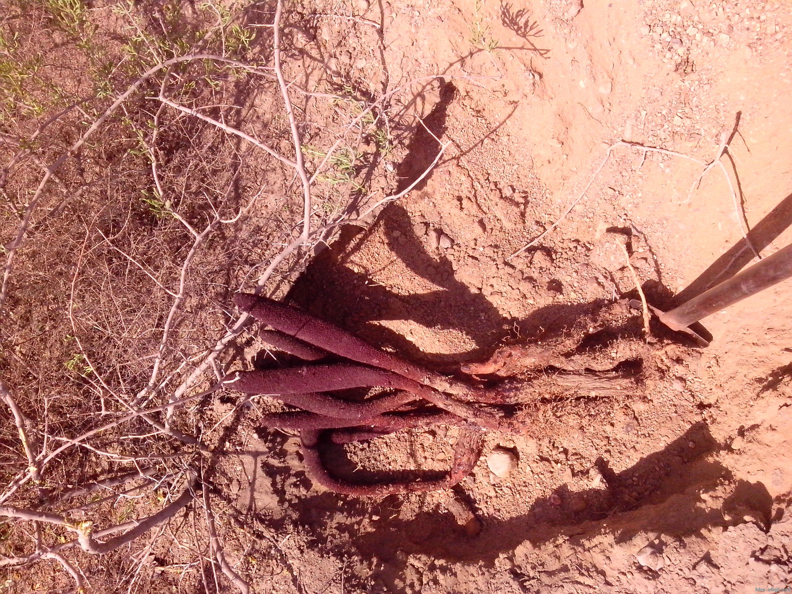 锁阳泡酒,一天一杯就够了