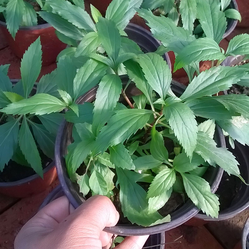 农村这种野草,吃了能让你告别腰膝酸软,变大力,你见过吗?