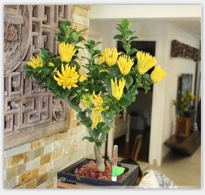 盆栽佛手家庭日常养护须知