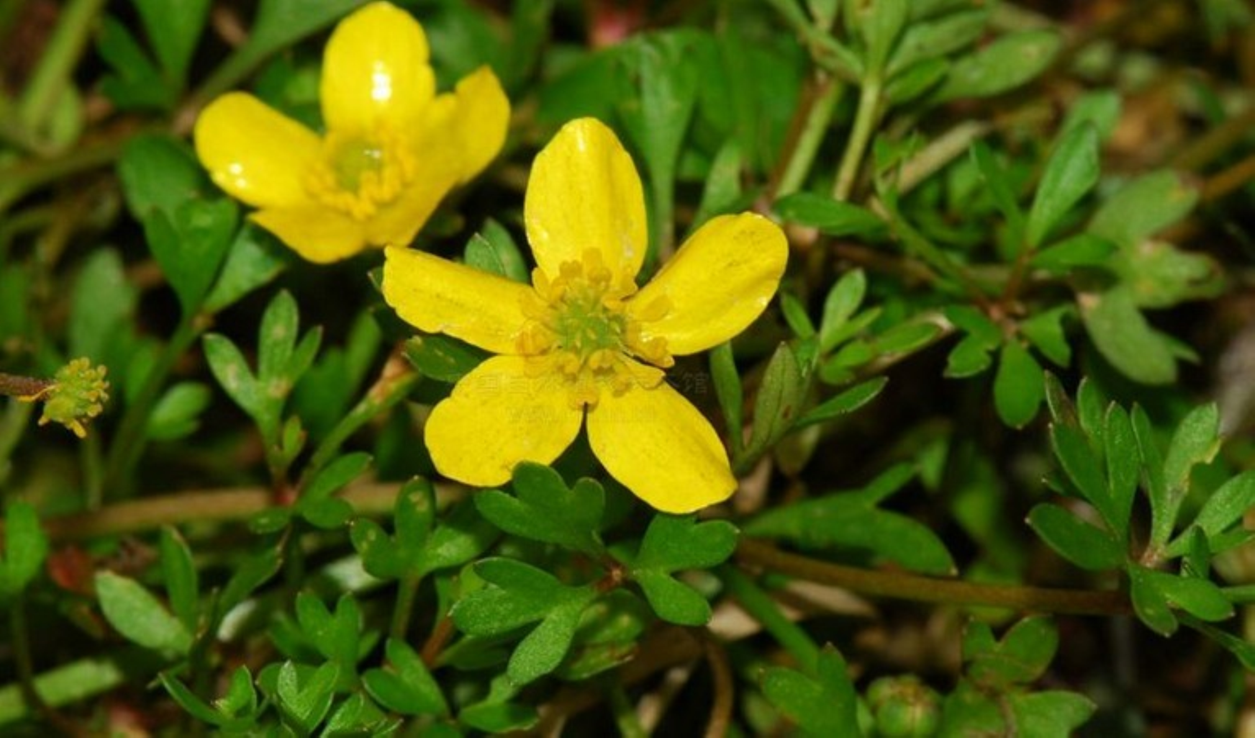 猫爪草,农村路边常见的一种花,对乳腺癌有奇效!展途猫爪草