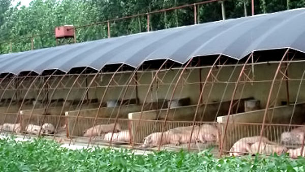 想躺着赚钱吗,那就来养猪当厂长