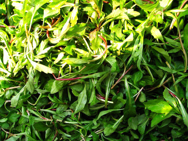 乡下这三种野菜,解毒消肿,健胃消食,最后一个关键时还能救命!