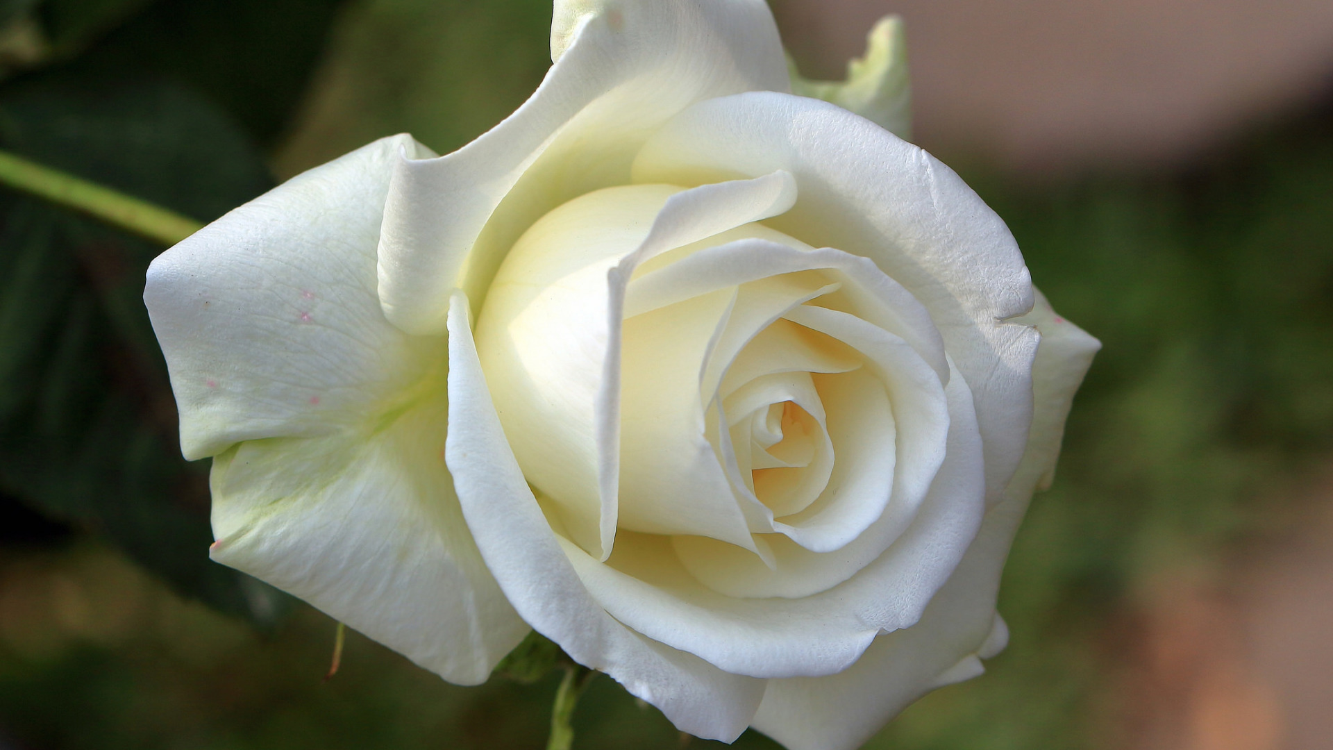 白玫瑰清秀安静,柔情似水的它,代表一种纯纯的爱