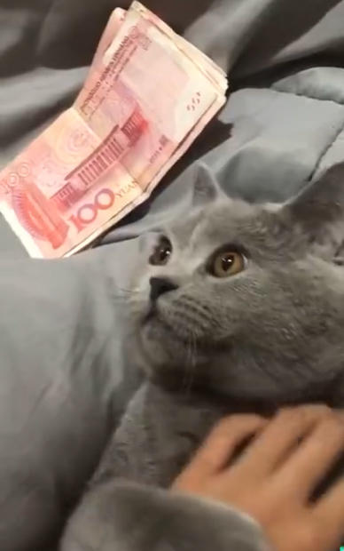 主人被猫咬个不停,气得他掏出一把钱砸在猫脸上,下一秒网友笑喷