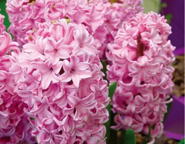 12星座代表的爱情守护花,天秤座是樱花,巨蟹座是郁金香