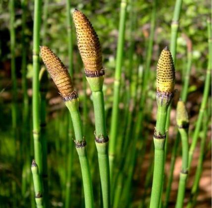 农村人都把它当作竹子,完全不了解它的药用价值和财富价值