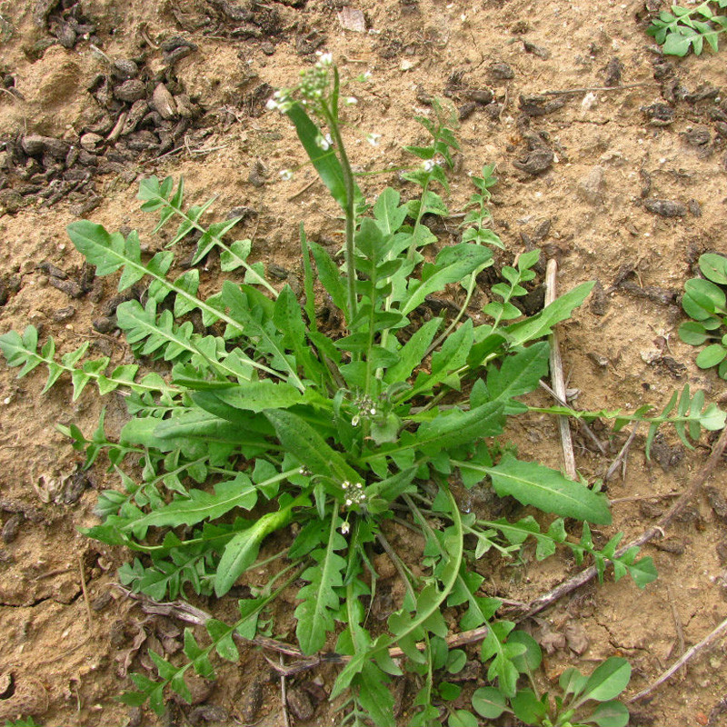 农村这种植物,被称为"野菜王妃",村里老人说它能祛病除灾!