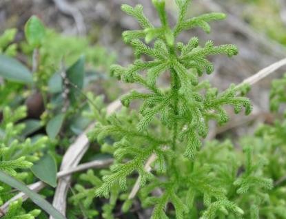 农村一种"铺地蜈蚣",爷爷说可用来泡酒,很多人都见过