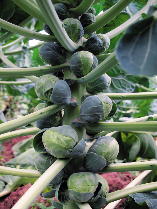 农村这种迷你包菜,味道苦涩,却能抗癌,密集恐惧症勿入!