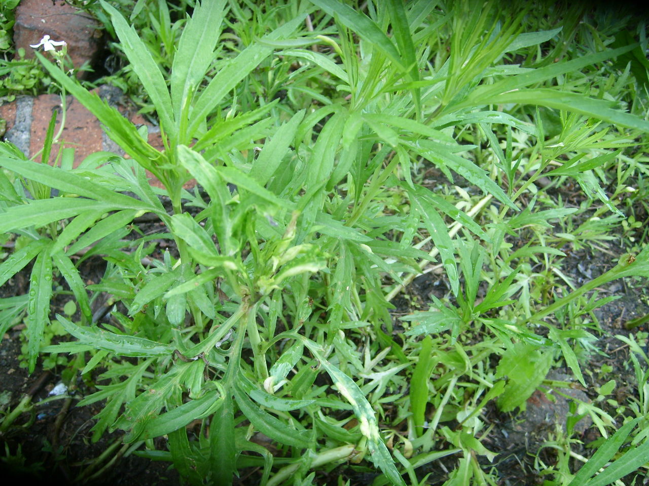 这种野菜,不仅好吃而且还有很高的营养价值,你见过它吗?