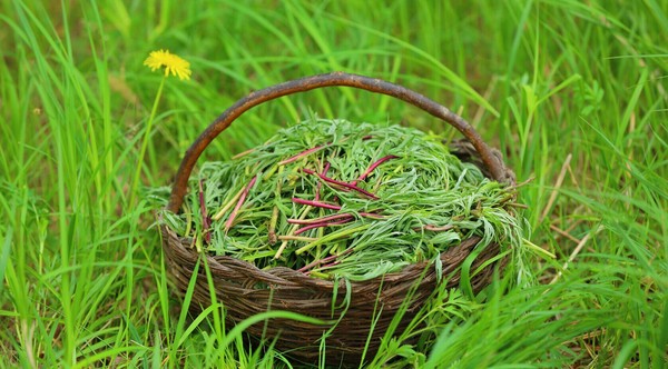 这种野菜,不仅好吃而且还有很高的营养价值,你见过它吗?