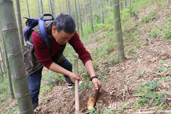 农村这种"宝塔"植物,是当之无愧的菜王,很多人抢着要!
