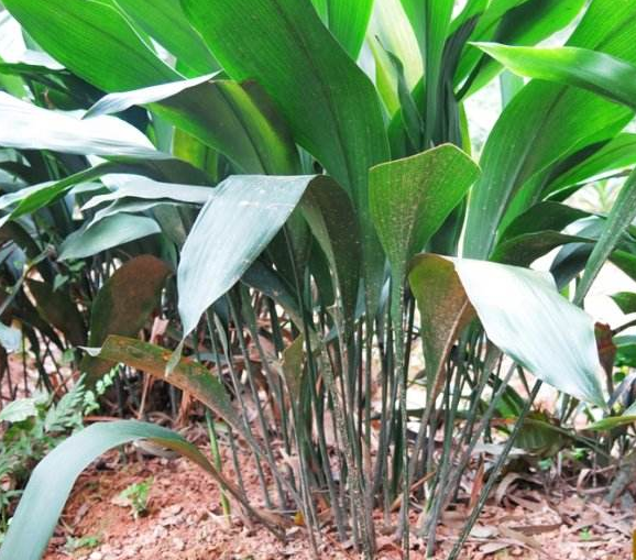 好的,为什么叫蜘蛛抱蛋呢?