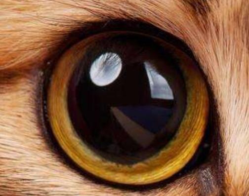 心理测试:4只眼睛,哪个是猫?测出你上辈子是个什么样的人!