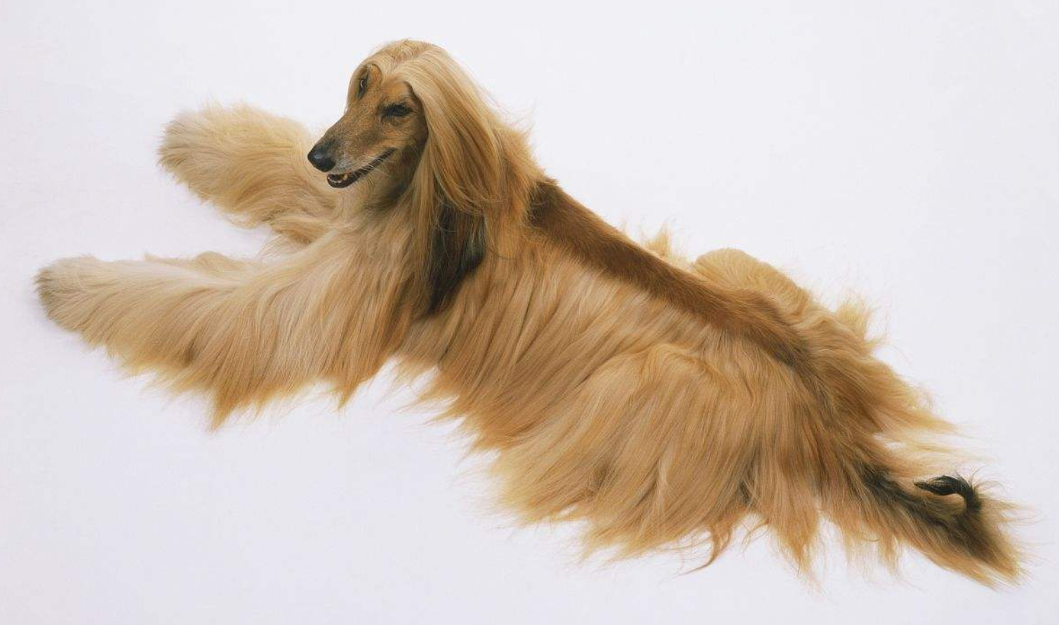 智商排名倒数第一的阿富汗猎犬,实际是个优雅的长发王子