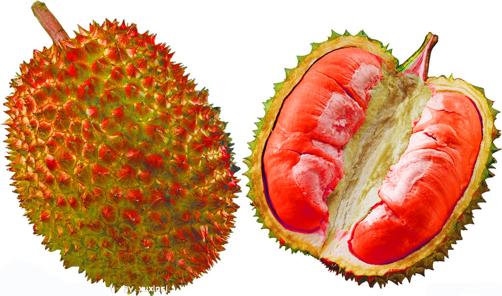 天价榴莲600元一斤,水果之王的确物有所值