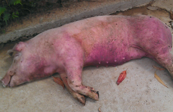 猪温病是什么症状图片图片