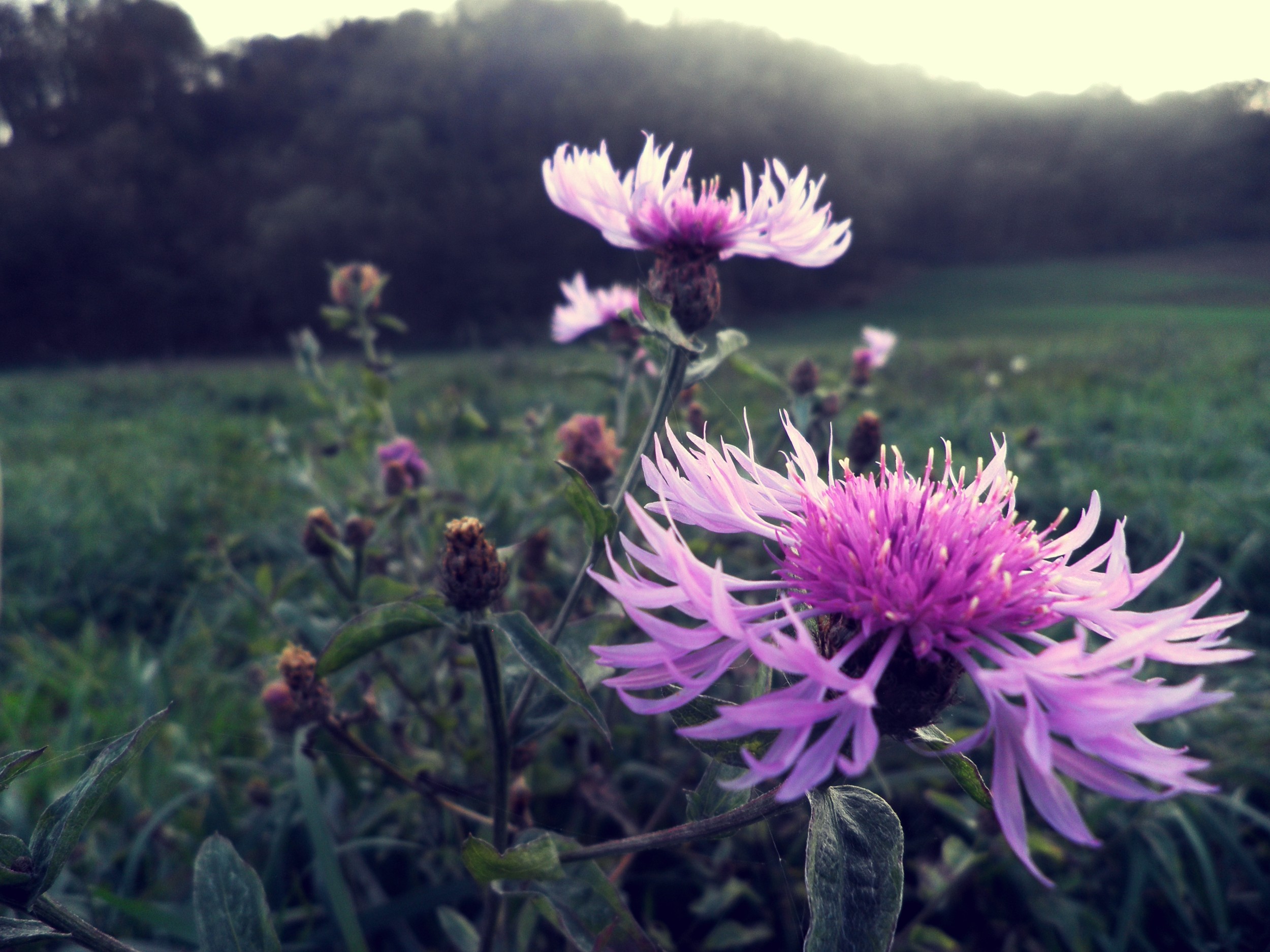 蓟是苏格兰的国花,是一种既能展现东方风格也能展现西洋风貌的花