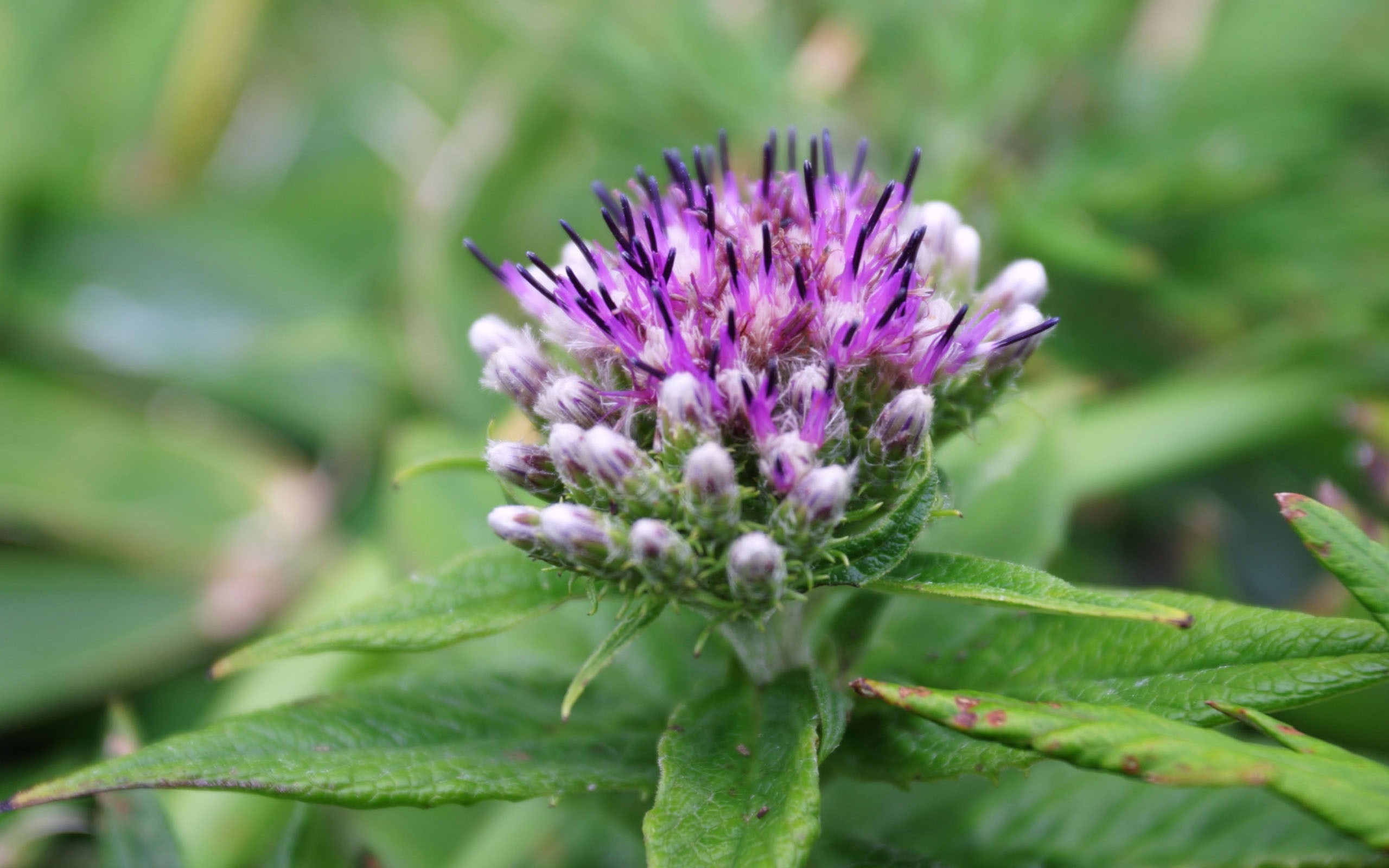 蓟是苏格兰的国花,是一种既能展现东方风格也能展现西洋风貌的花
