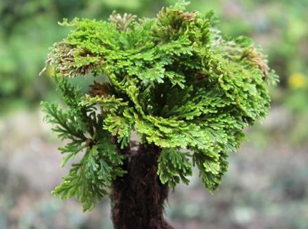 农村山岩上一种植物,村民叫它"不死草",能遇水则生?