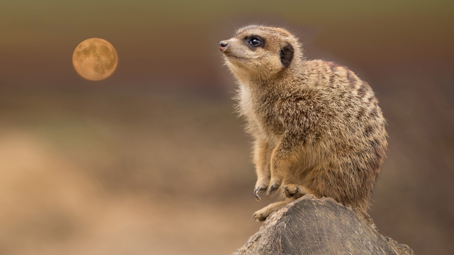 狐獴是一种高度社会性的动物,一丝不苟的顶级哨兵