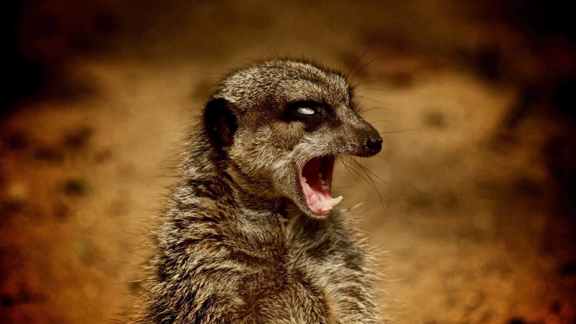 狐獴是一种高度社会性的动物,一丝不苟的顶级哨兵