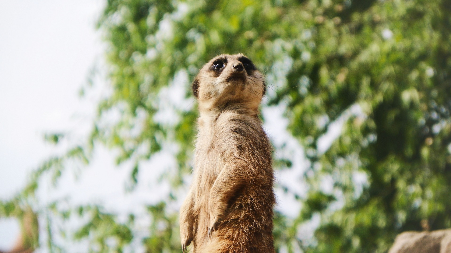 狐獴是一种高度社会性的动物,一丝不苟的顶级哨兵
