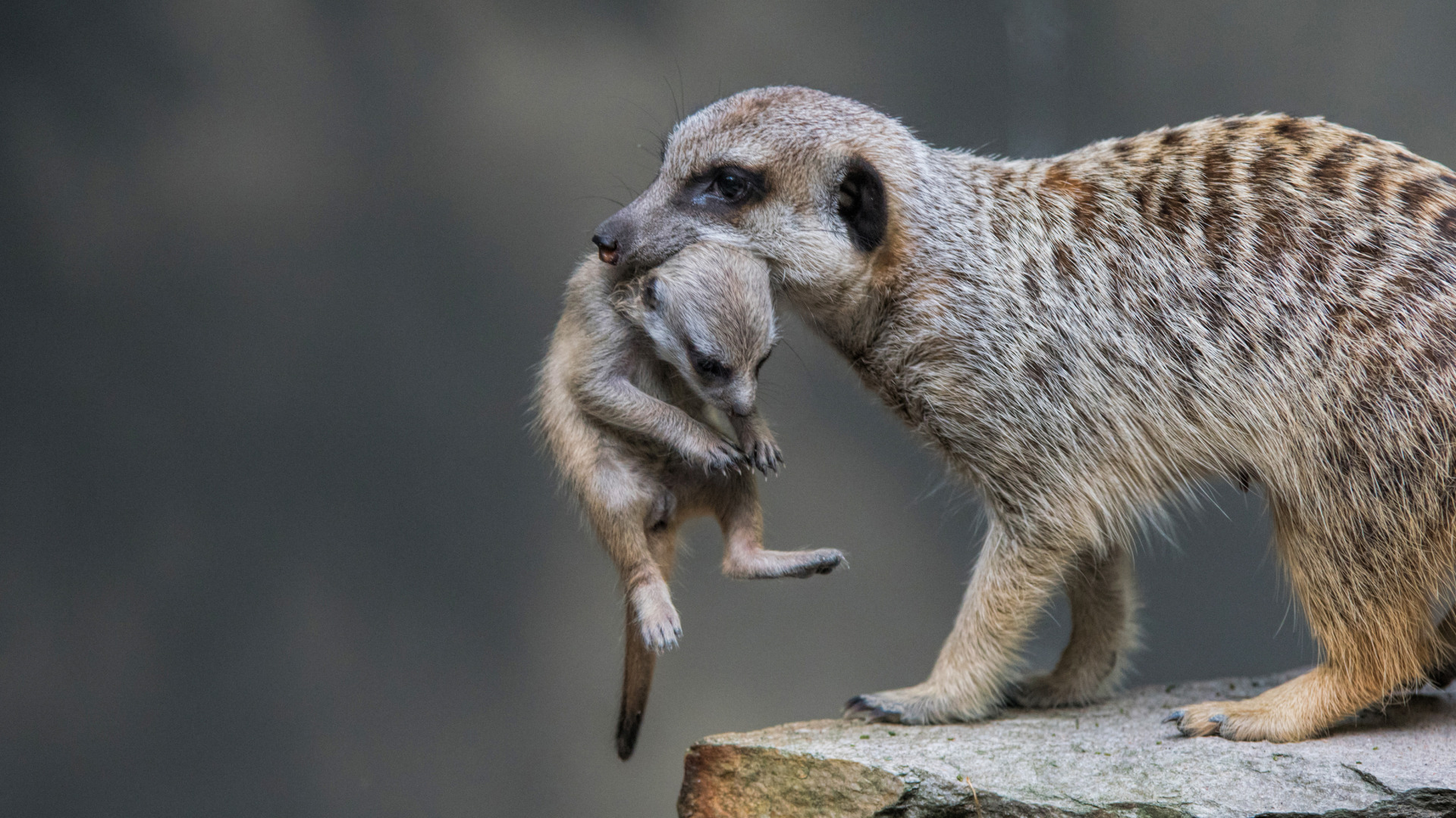 狐獴是一种高度社会性的动物,一丝不苟的顶级哨兵