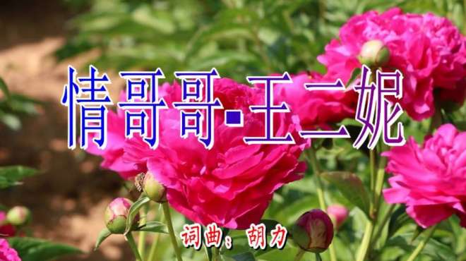 [图]妹妹想你想断肠，王二妮一首《情哥哥》醉人心扉，送给我最爱的人