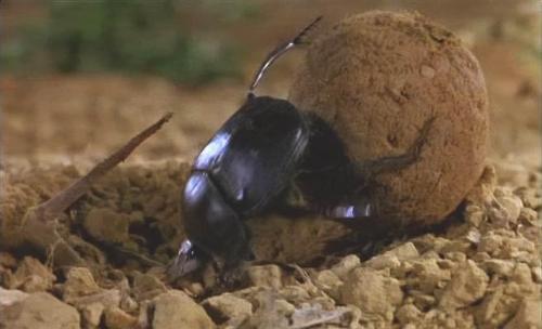 《本草纲目》土部 蜣螂转丸