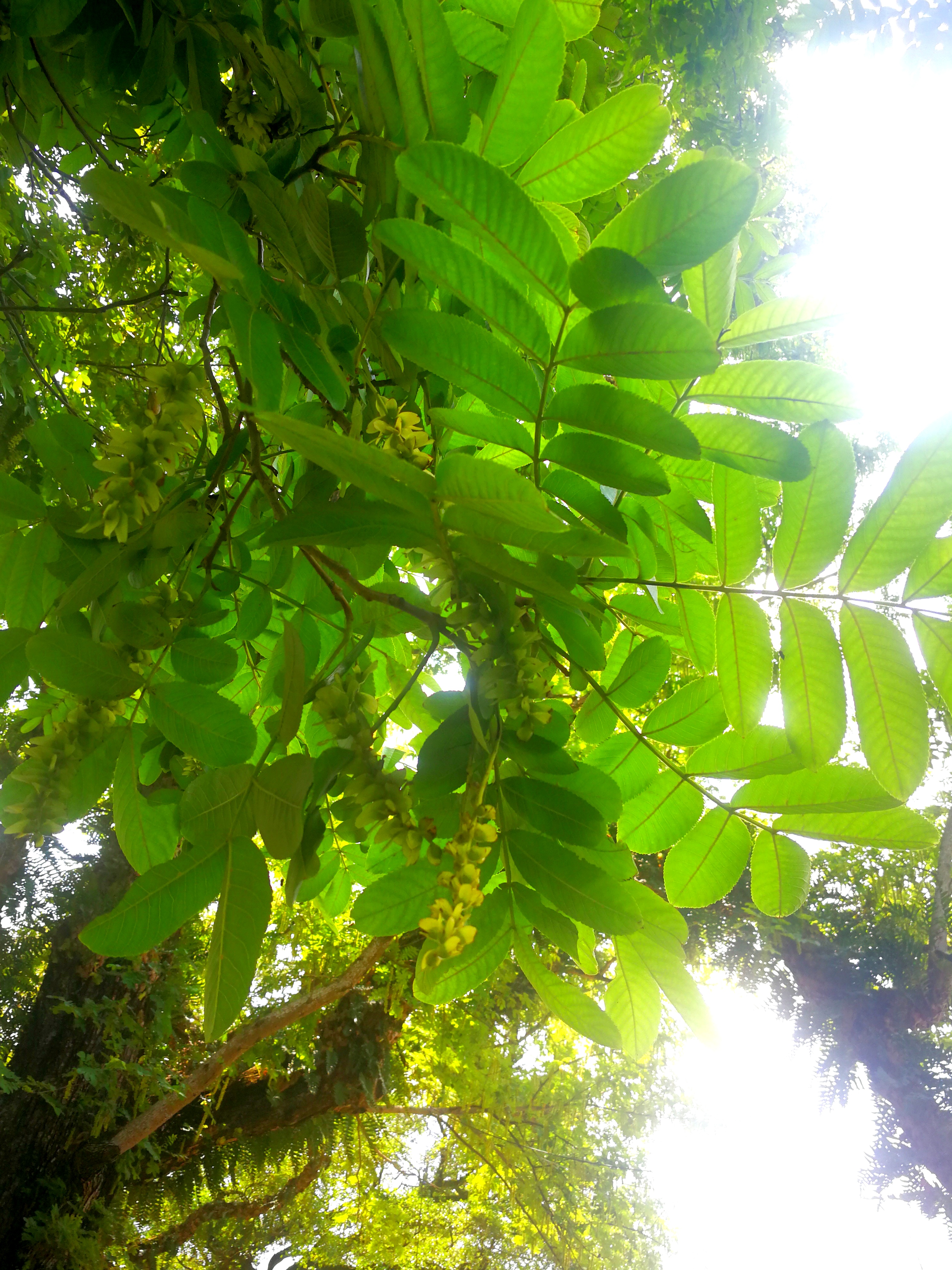 枫杨树花穗飘扬,遮天蔽日的古树名木,已成为天后宫的一组风水树