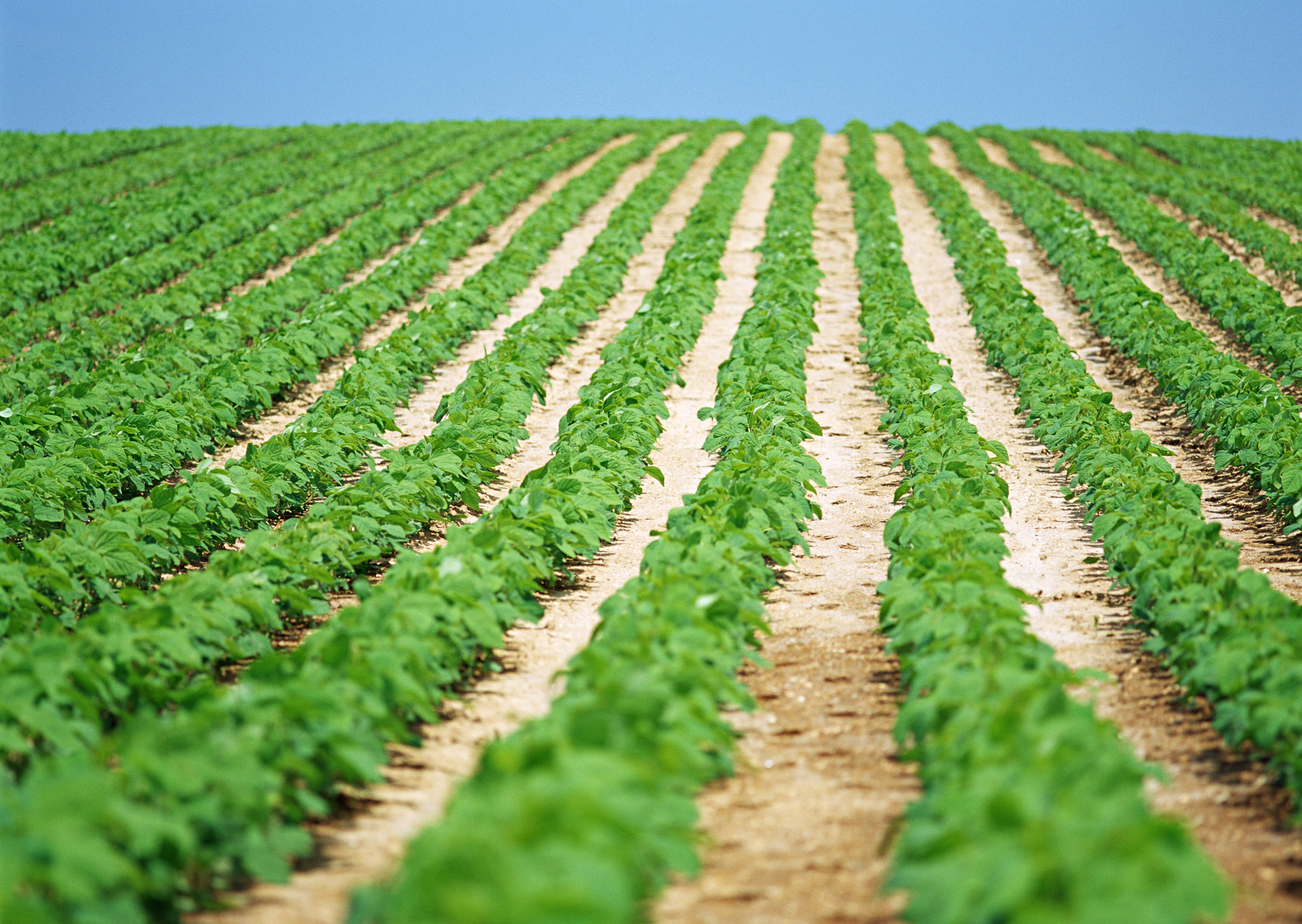 即将要丰收的菜地